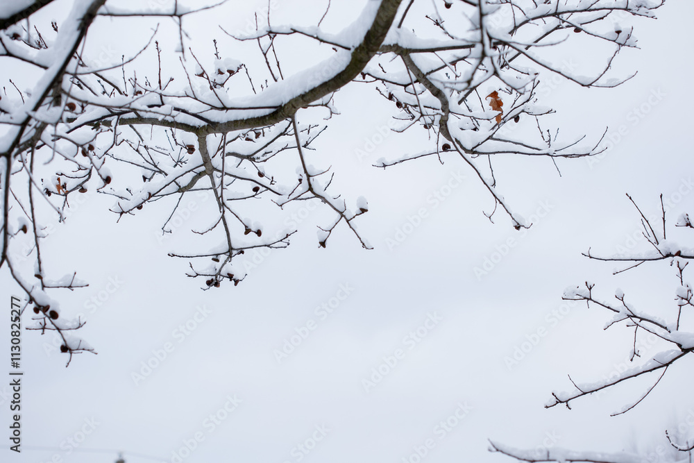 Wall mural bare tree branches covered with snow on white sky background, place for your text, winter dull mood 