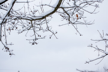 bare tree branches covered with snow on white sky background, place for your text, winter dull mood 