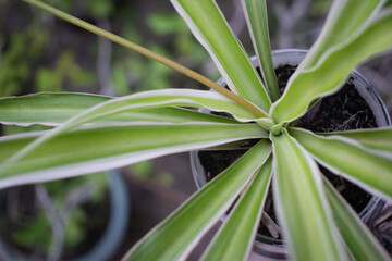 Obraz premium The dracaena ornamental plant has a sword-like character with a combination of green, yellow and white.