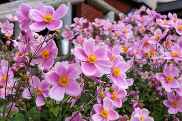 Naklejka premium Beautiful anemone hupehensis flowers blooming in the garden.
