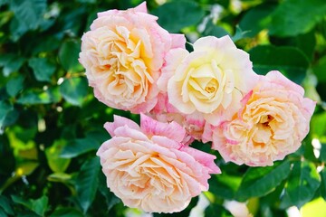 A beautiful  rose in full bloom, surrounded by blurred greenery. The delicately layered petals...
