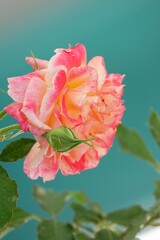 A beautiful  rose in full bloom, surrounded by blurred greenery. The delicately layered petals reveal bright, warm colors, with natural gradations.