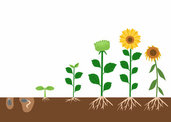 Life cycle of a sunflower , sunflower Life cycle,  sunflower growth, the process of plant growth 