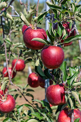 Obraz premium Akibae of delicious apple varieties in the orchard.