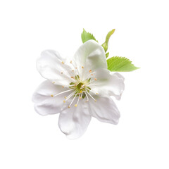 plum blossom flower isolated on white background
