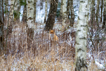 Red Fox Hiding Among Birch Trees in a Snowy Forest.Fox Peering Through the Trees in a Winter...