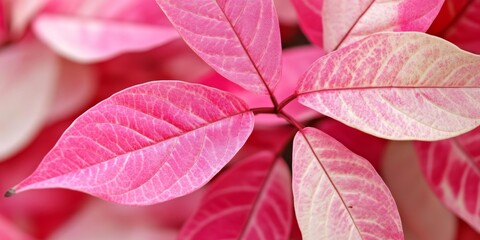 Daun dengan garis pink yang mencolok, menambah keindahan visual. Kehadiran garis pink pada daun menciptakan kontras yang menarik, menjadikan daun ini sangat menarik untuk dilihat.
