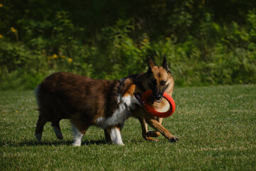 Active and energetic pets have fun outside. German and Australian Shepherd are best friends,...