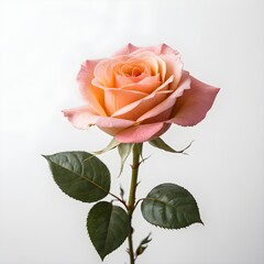 Fototapeta premium This image features a beautiful rose with soft peach and pink hues, delicate petals, and water droplets. Here’s a fitting title for the image: