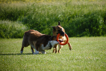 Active and energetic pets have fun outside. German and Australian Shepherd are best friends,...