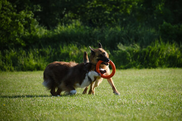 Active and energetic pets have fun outside. German and Australian Shepherd are best friends, playing tug-of-war toys in a green summer field on a sunny day. Funny dogs in the park.