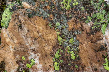 Textured rock surface adorned with vibrant green lichen patches The earthy brown and beige tones of the rock contrast sharply with the vivid lichen, highlighting natural patterns and details.