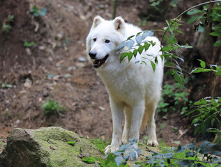 Loup blanc en forêt