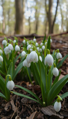 Beautifull snowdrops - blooming white flowers in early spring in the forest, closeup with space for text, photo