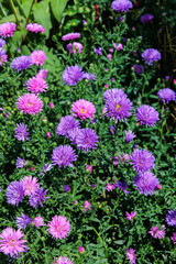 Fototapeta premium The purple double flowered aster flowers that bloom in full bloom in the autumn garden are beautiful.