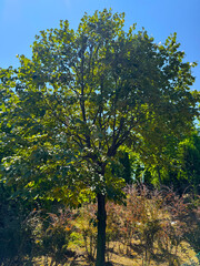 Fototapeta premium Tilia cordata leaves and flowers growing on tree branches. Young leaves of an American basswood tree, Tilia Americana. Tilia Americana nova. Large-leaved American linden, Fragrant linden. Close-up. 