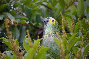 Amazona aestiva, commonly known as papagaio-verdadeiro, is a bird from the family of psittacídos,...