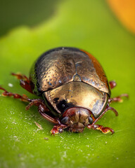 C&eacute;toine dor&eacute;e