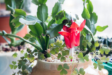 Close up of Schlumbergera (Christmas cactus). A large red flower.
