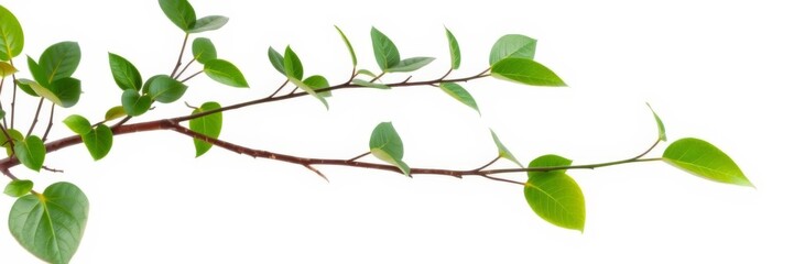 Fototapeta premium Green living plant branch isolated on a white background with blank space in the middle, nature, vibrant, environment