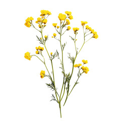 Mustard flowers isolated on a transparent background 