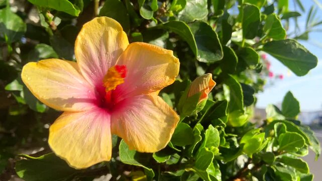 Yellow hibiscus flower close up,Tenerife,Canary Islands,Spain. Common name are Jasvandi, Gurhal, Chinese hibiscus, Shoe flower, Mandaram. 