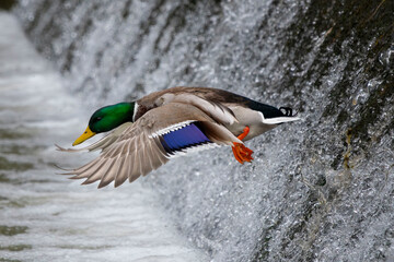 Flying colorful duck