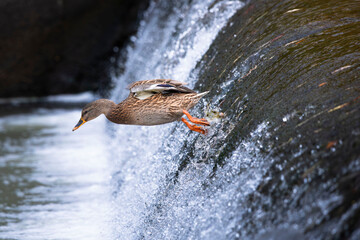 Flying duck over waterfall © Robert