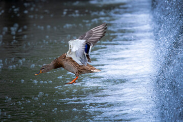 Duck landing on the water © Robert