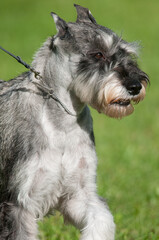 Standard Schnauzer close-up in profile view