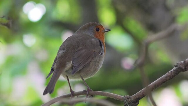 A European robin perches on a branch to sing, England