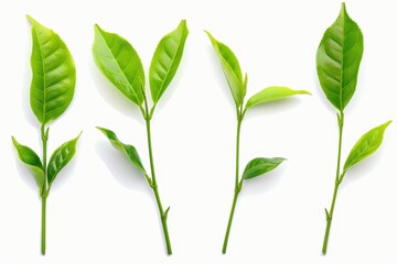 Fototapeta premium Green tea leaves isolated on white background