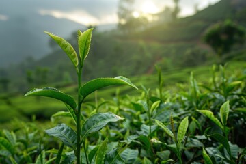 Obraz premium Green tea leaves from Munnar Kerala India