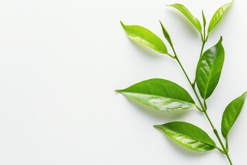 Obraz premium Green tea with leaf on white background