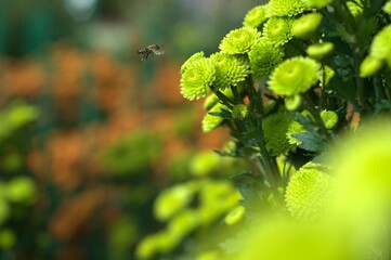 Bright Green Chrysanthemums in Bloom with a Bee – A Call for Ecological Awareness
