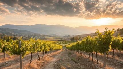 Obraz premium Scenic Vineyard Landscape at Sunset with Rolling Hills and Dramatic Sky