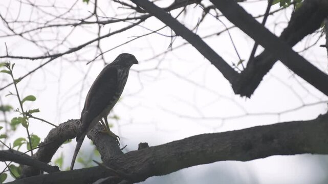 Riparian ecosystem in Bihar: A wild Shikra resting on a native plum tree branch beside the Falgu River. Environmental and habitat conservation.