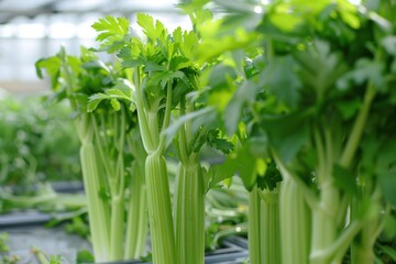 Obraz premium Growing celery in a greenhouse