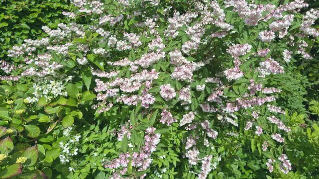 Deutzia Scabra shrub in flower in Summer