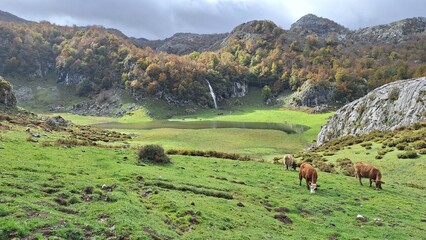 cows on the meadow and lake in asturias