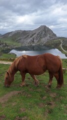 horse in the mountains