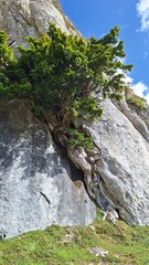 tree between the rocks of the mountain