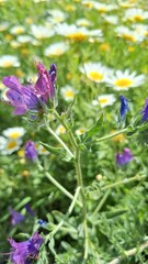flowers and lavender