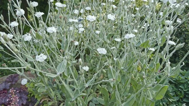 White Lychnis Coronaria, Rose Campion