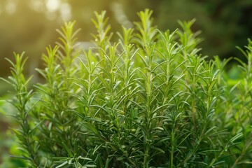 Obraz premium Herb rosemary in garden