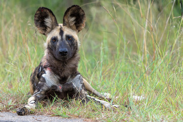 African Wild Dog playing, running and searching for food, in the Kruger National Park in South Africa