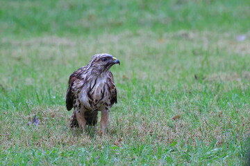 Reshouldered hawk in green field, wet, eating prey.
