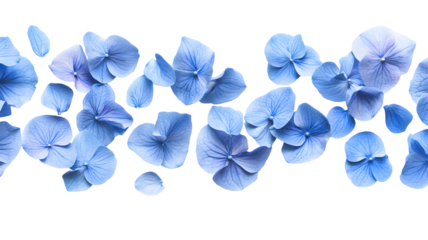 Blue flower petals arranged decoratively.