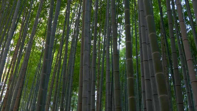 京都嵐山 竹林の小径