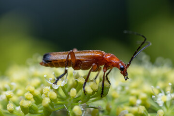  Col&eacute;opt&egrave;res  Lycidae